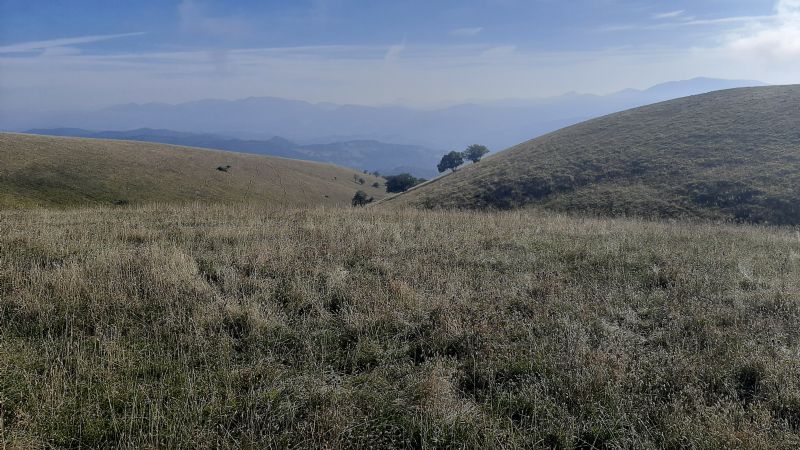 Tettigoniidae - Saga pedo